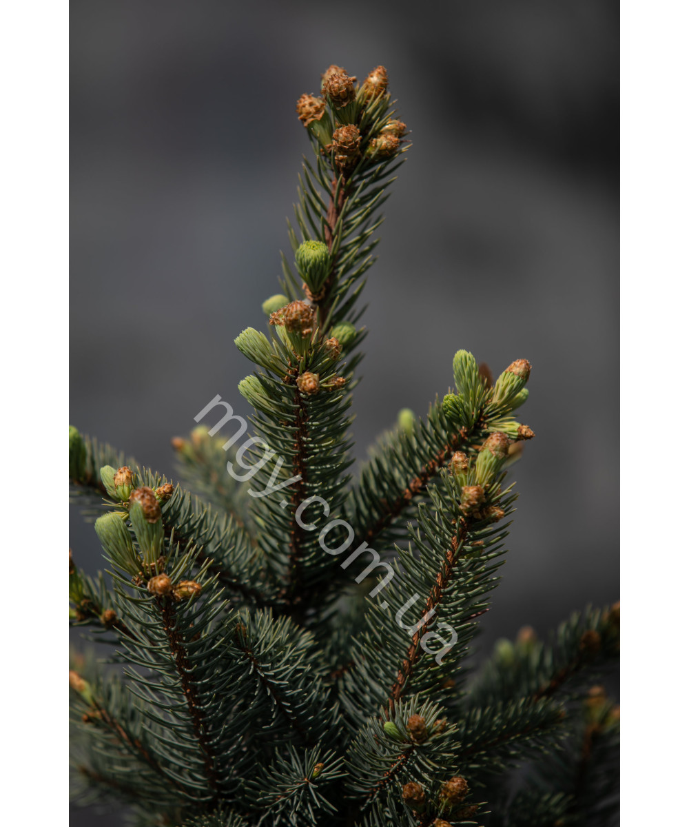 Ялина колюча Iзелi Фастiгiата(Picea pungens Iseli Fastigiata)