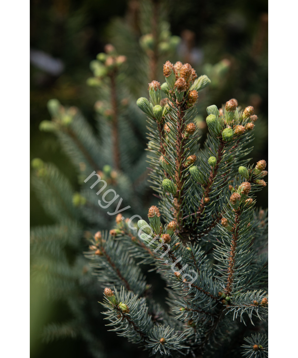 Ялина колюча Iзелi Фастiгiата(Picea pungens Iseli Fastigiata)