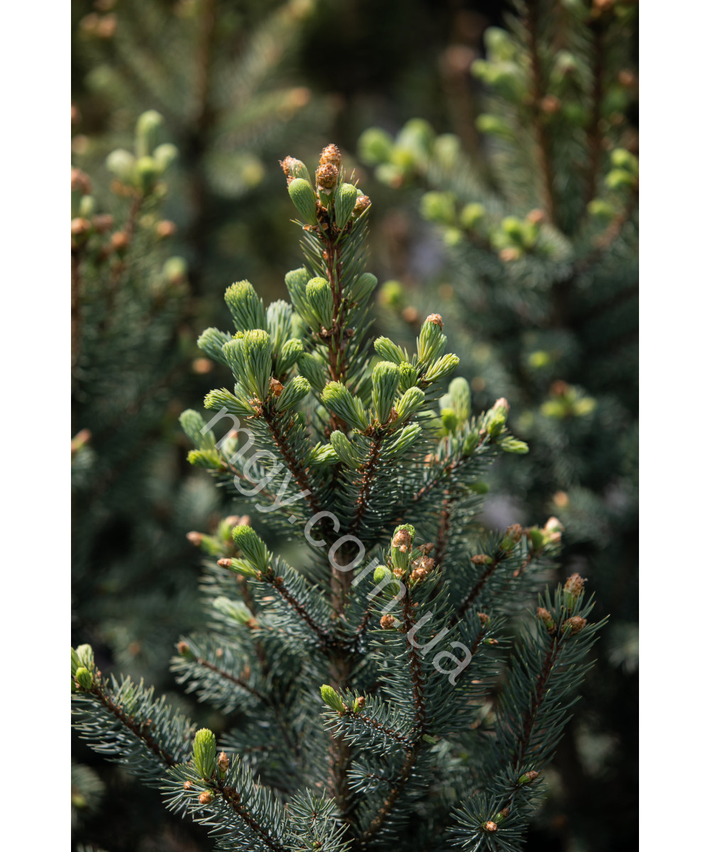 Ялина колюча Iзелi Фастiгiата(Picea pungens Iseli Fastigiata)