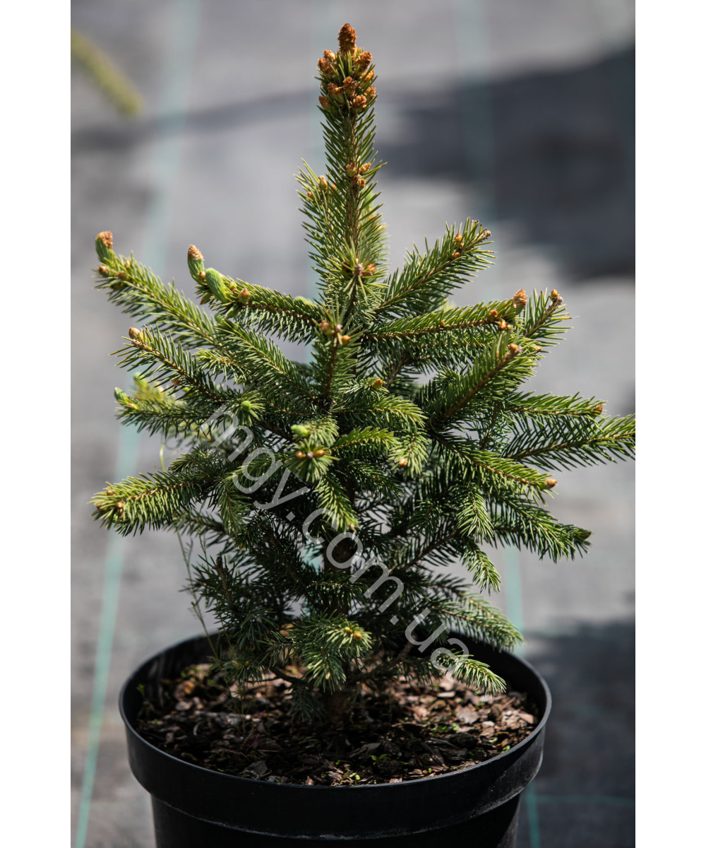 Ялина колюча блакитна Маджестік Блю (Picea pungens Majestic Blue)