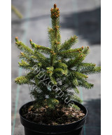 Ялина колюча блакитна Маджестік Блю (Picea pungens Majestic Blue)