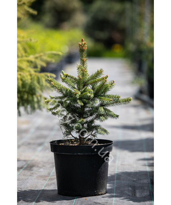 Ялина колюча блакитна Маджестік Блю (Picea pungens Majestic Blue)