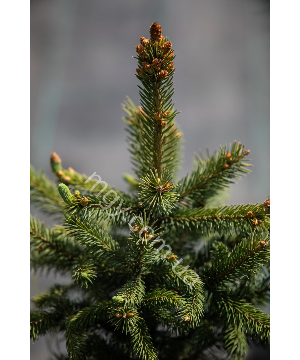 Ялина колюча блакитна Маджестік Блю (Picea pungens Majestic Blue)