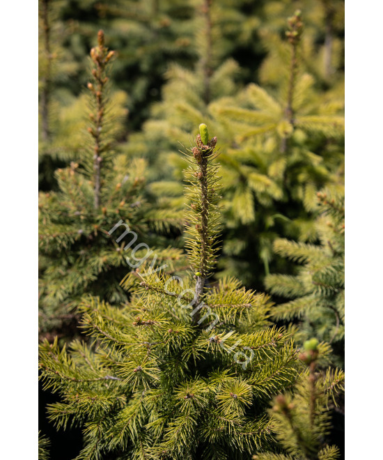 Ялина колюча блакитна Маджестік Блю (Picea pungens Majestic Blue)