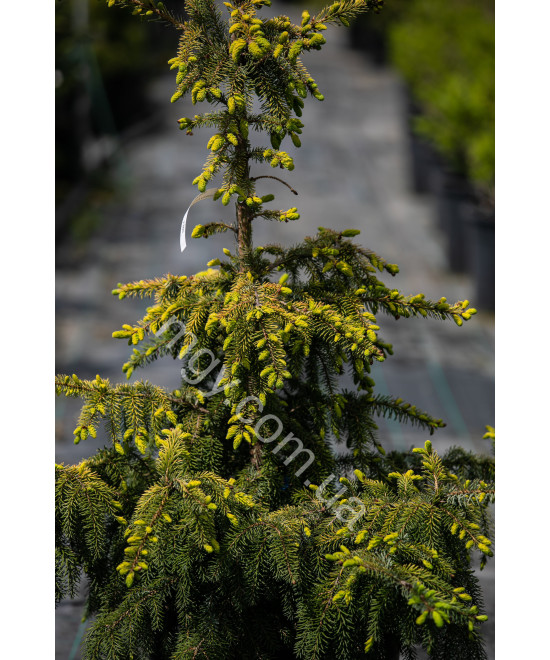 Ялина сербська колоновидна Aurea (Picea omorica Aurea)