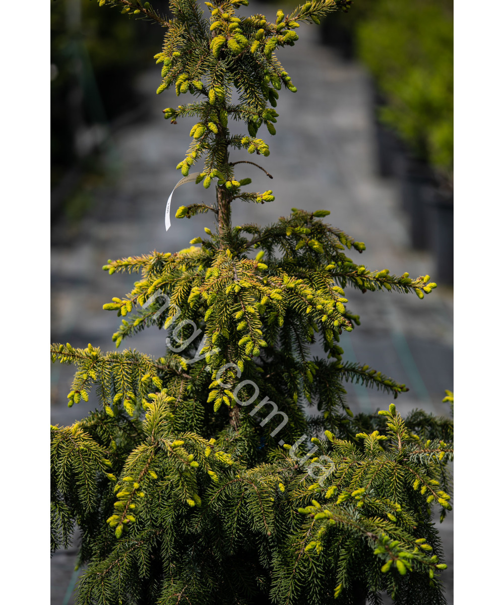 Ялина сербська колоновидна Aurea (Picea omorica Aurea)