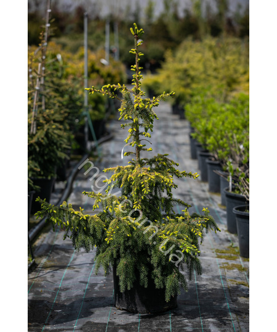 Ялина сербська колоновидна Aurea (Picea omorica Aurea)