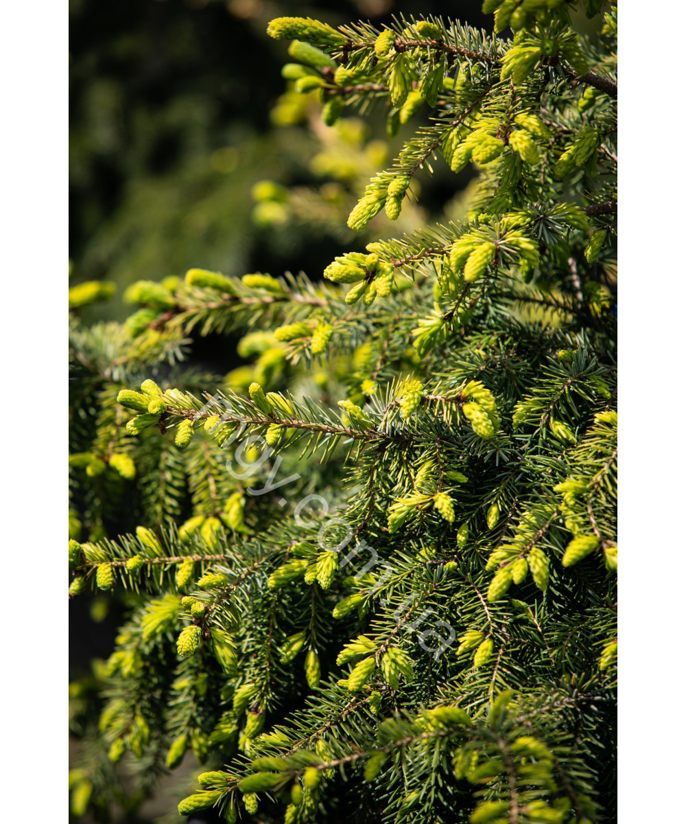 Ялина сербська колоновидна Aurea (Picea omorica Aurea)