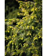 Ялина сербська колоновидна Aurea (Picea omorica Aurea)