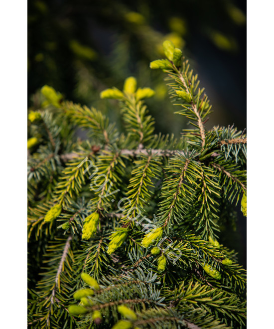 Ялина сербська колоновидна Aurea (Picea omorica Aurea)