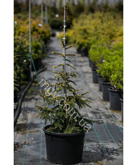 Ялина східна Ауреоспіката (Picea orientalis Aureospicata)