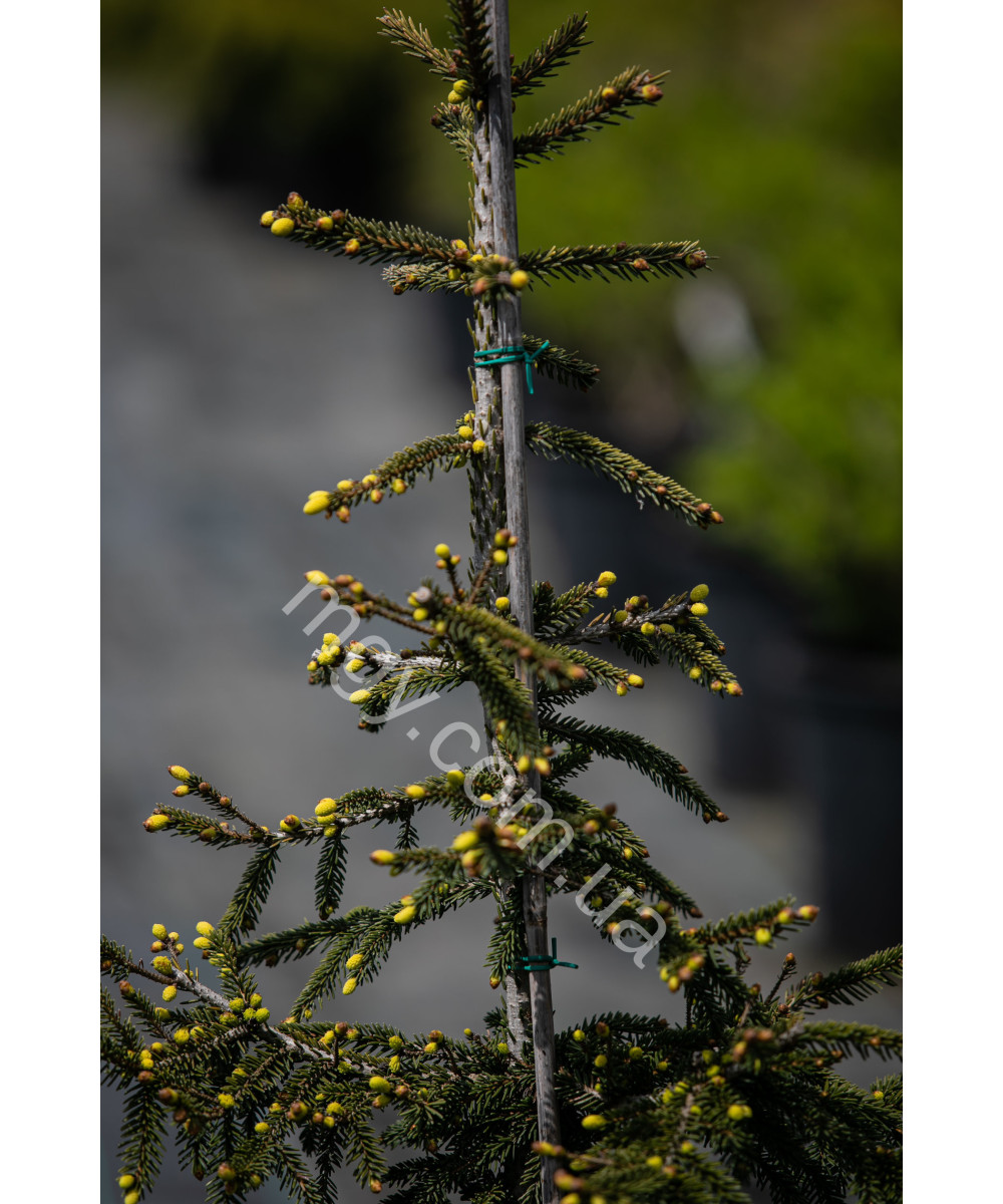 Ялина східна Ауреоспіката (Picea orientalis Aureospicata)