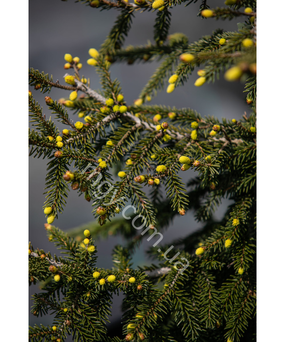 Ялина східна Ауреоспіката (Picea orientalis Aureospicata)