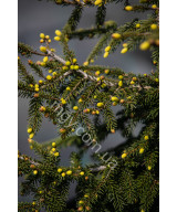 Ялина східна Ауреоспіката (Picea orientalis Aureospicata)