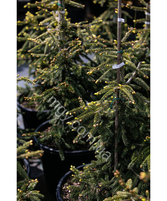 Ялина східна Ауреоспіката (Picea orientalis Aureospicata)