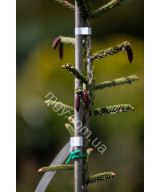 Ялина східна Ауреоспіката (Picea orientalis Aureospicata)
