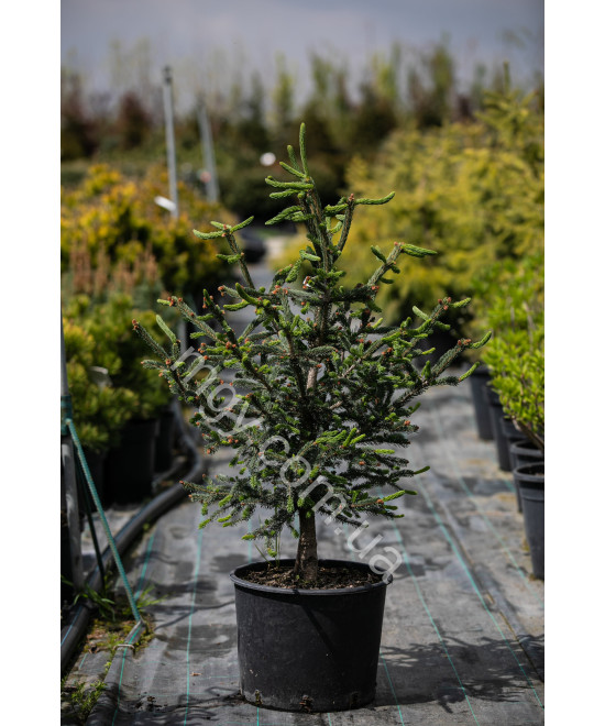 Ялина канадська Ксавері (Picea glauca Xawery)