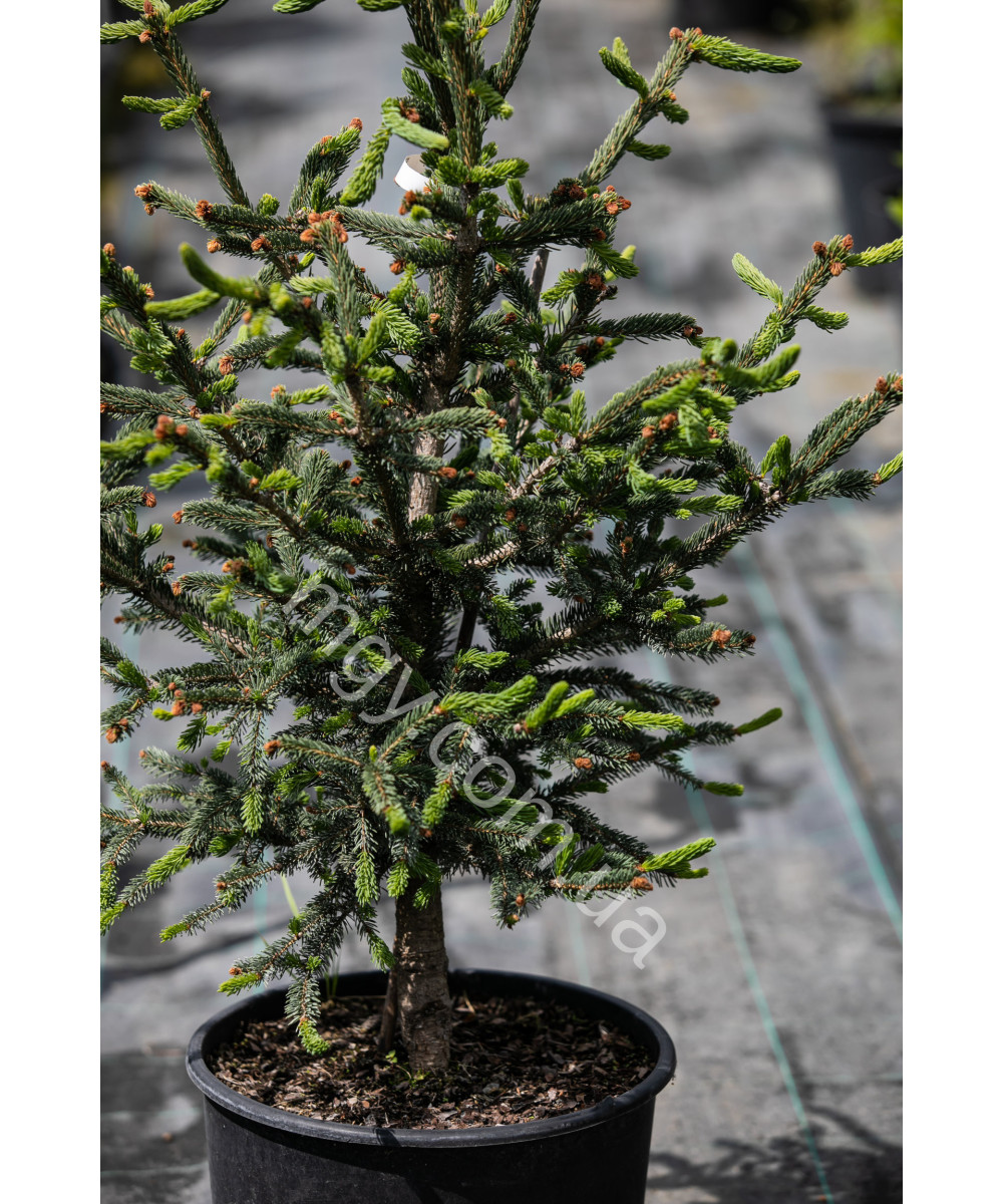 Ялина канадська Ксавері (Picea glauca Xawery)