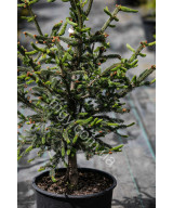 Ялина канадська Ксавері (Picea glauca Xawery)