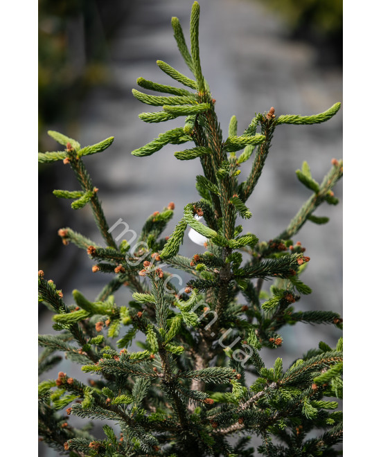 Ялина канадська Ксавері (Picea glauca Xawery)