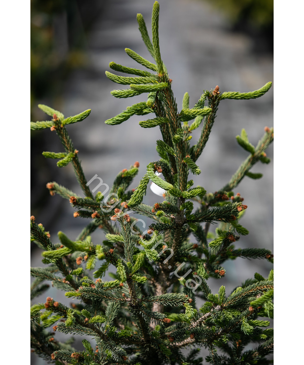 Ялина канадська Ксавері (Picea glauca Xawery)
