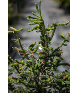 Ялина канадська Ксавері (Picea glauca Xawery)