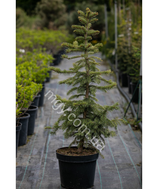 Ялина колюча блакитна Глаука (Picea pungens Glauca)