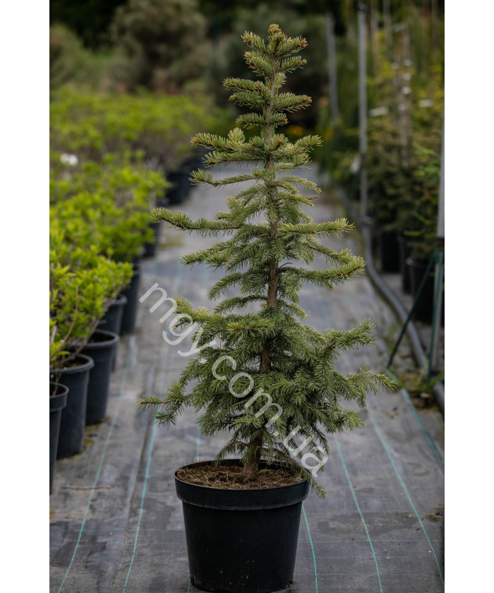 Ялина колюча блакитна Глаука (Picea pungens Glauca)