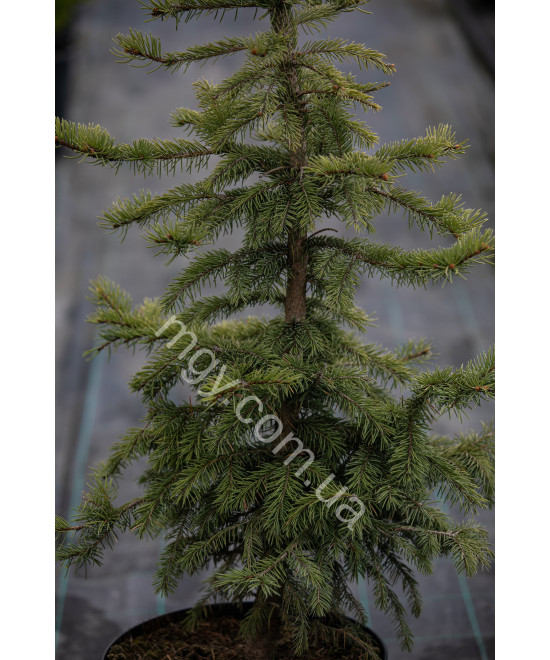 Ялина колюча блакитна Глаука (Picea pungens Glauca)