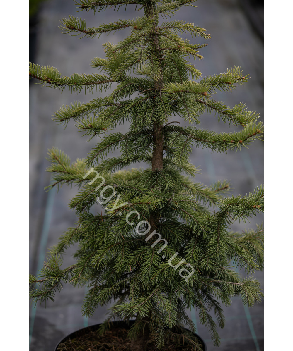 Ялина колюча блакитна Глаука (Picea pungens Glauca)