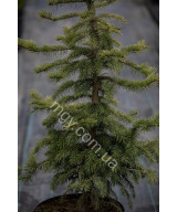 Ялина колюча блакитна Глаука (Picea pungens Glauca)