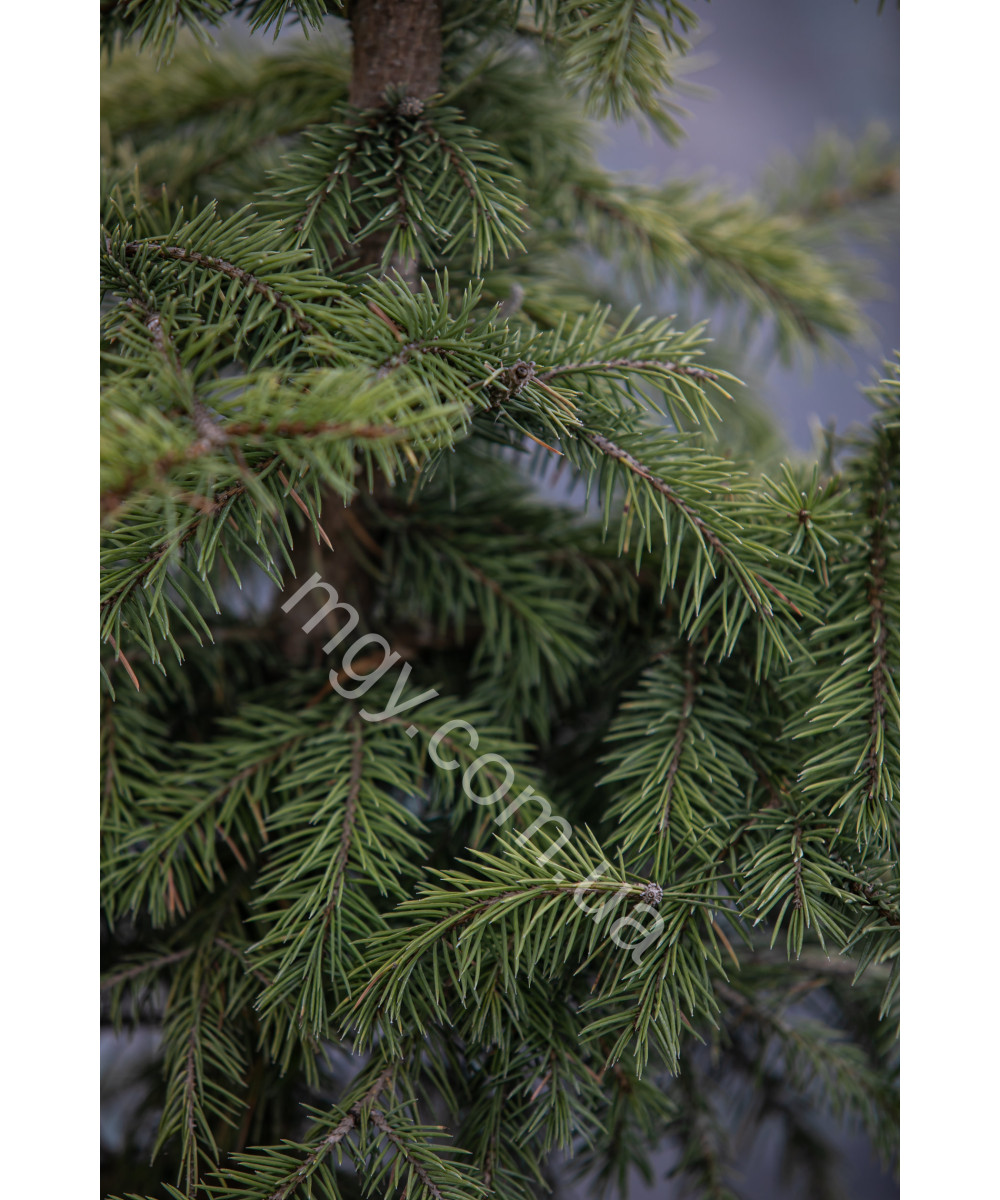 Ялина колюча блакитна Глаука (Picea pungens Glauca)