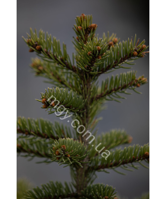 Ялина колюча блакитна Глаука (Picea pungens Glauca)