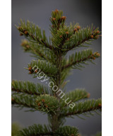 Ялина колюча блакитна Глаука (Picea pungens Glauca)
