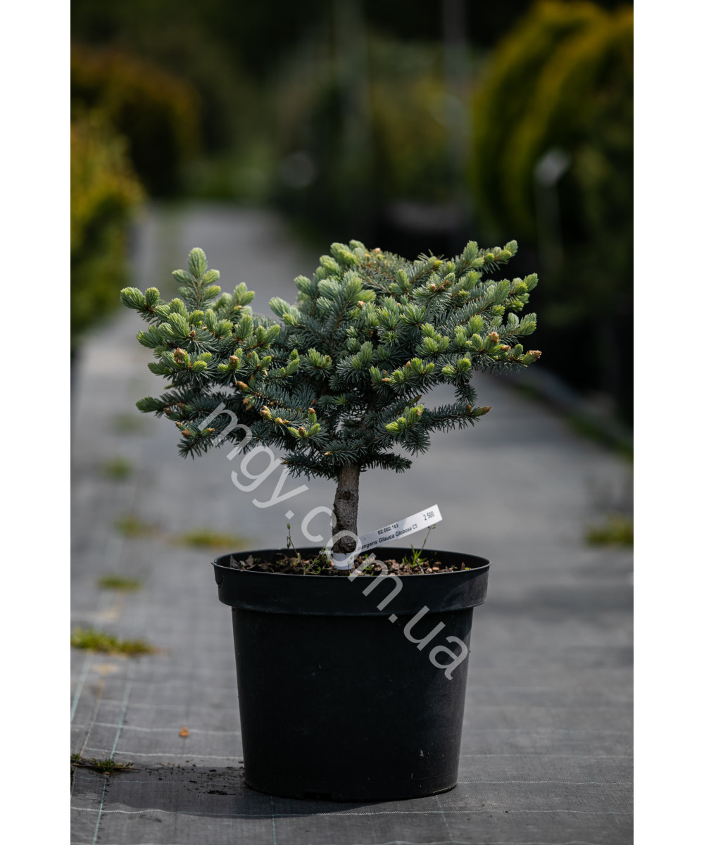 Ялина колюча Глаука Глобоза (Picea pungens Glauca Globosa)