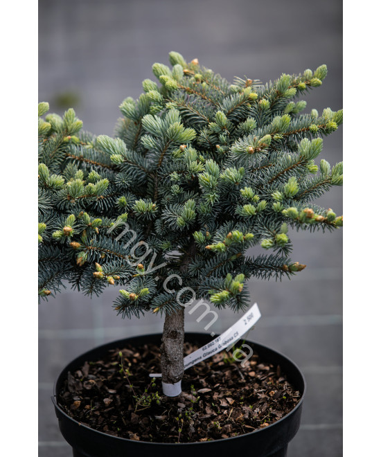 Ялина колюча Глаука Глобоза (Picea pungens Glauca Globosa)