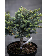 Ялина колюча Глаука Глобоза (Picea pungens Glauca Globosa)