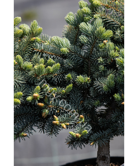 Ялина колюча Глаука Глобоза (Picea pungens Glauca Globosa)