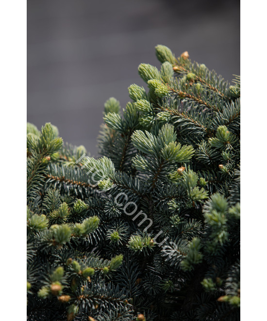 Ялина колюча Глаука Глобоза (Picea pungens Glauca Globosa)