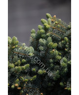 Ялина колюча Глаука Глобоза (Picea pungens Glauca Globosa)