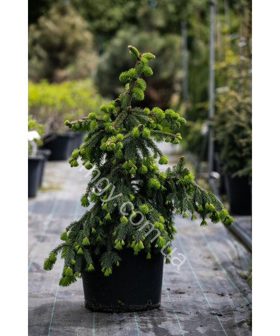 Ялина Звичайна 'Акрокона' (Picea Abies Acrocona)