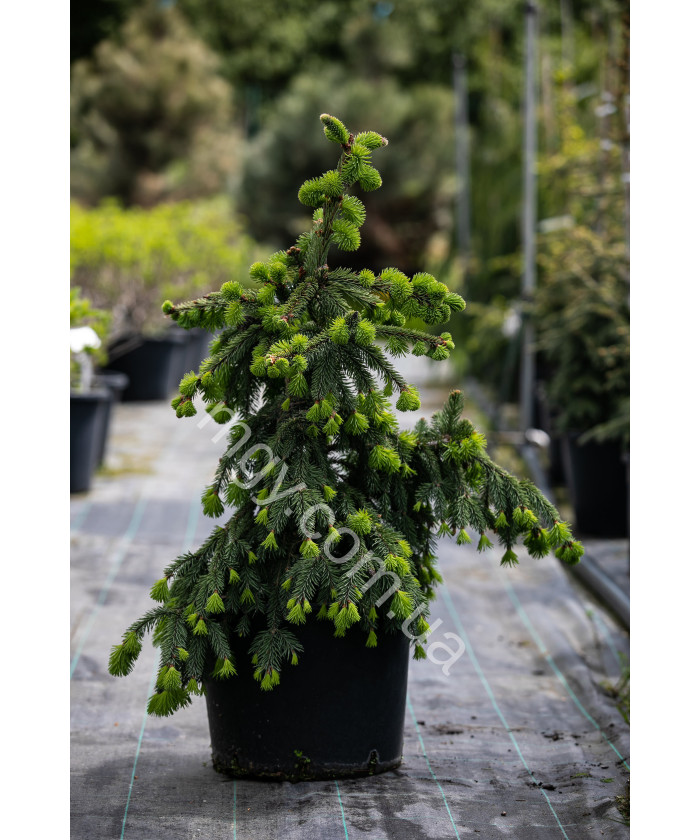Ялина Звичайна 'Акрокона' (Picea Abies Acrocona)