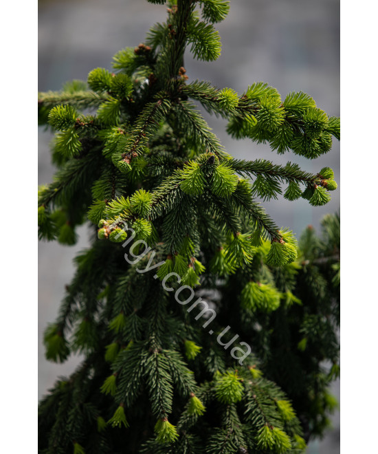 Ялина Звичайна 'Акрокона' (Picea Abies Acrocona)