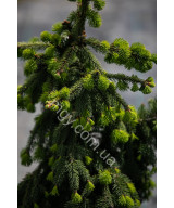 Ялина Звичайна 'Акрокона' (Picea Abies Acrocona)