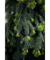 Ялина Звичайна 'Акрокона' (Picea Abies Acrocona)