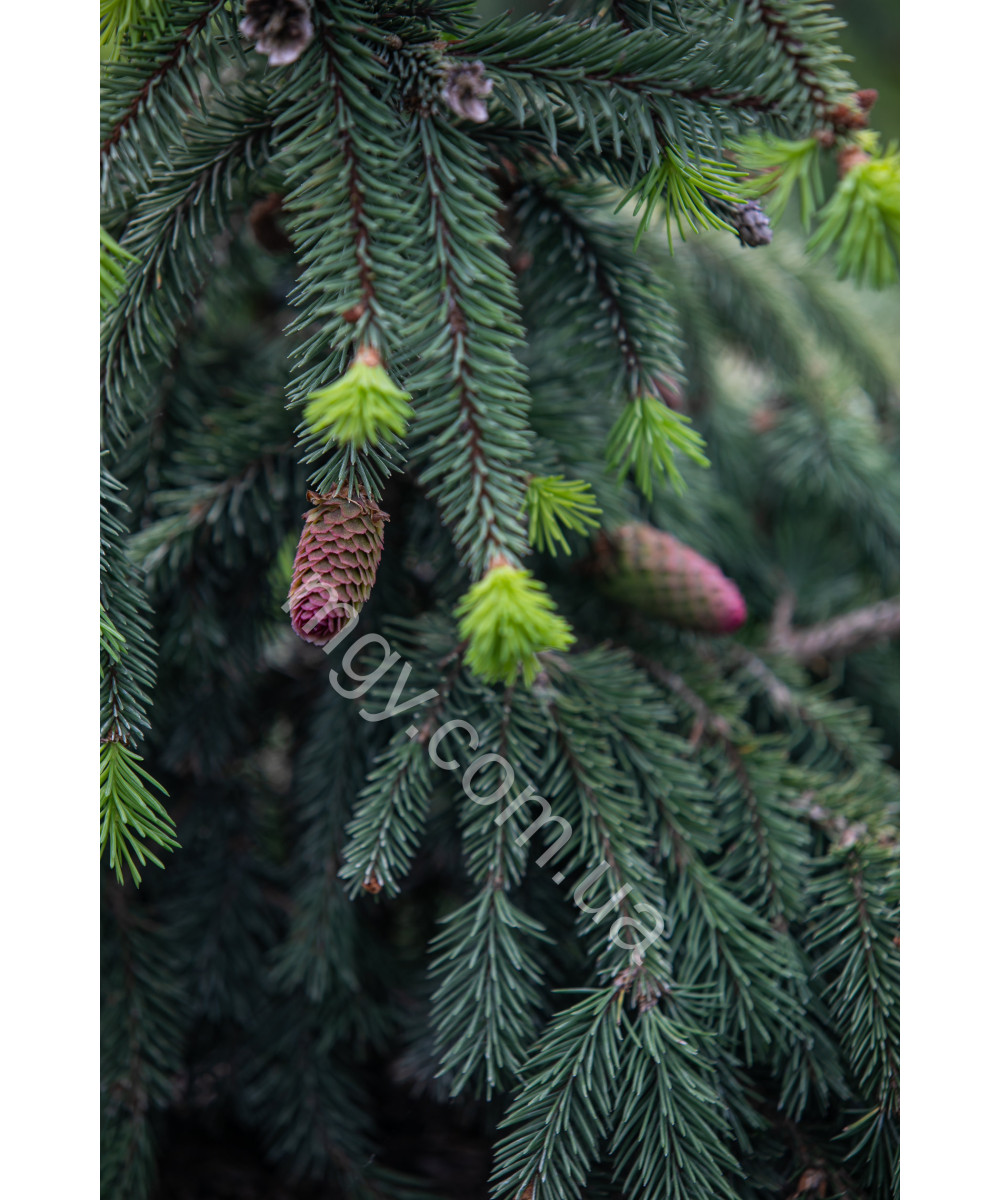 Ялина Звичайна 'Акрокона' (Picea Abies Acrocona)