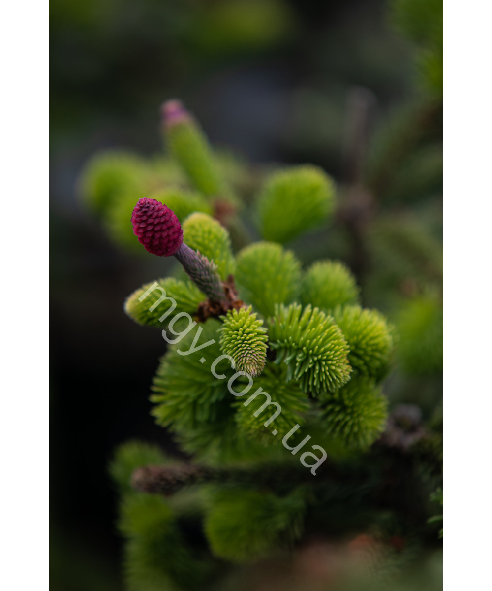 Ялина Звичайна 'Акрокона' (Picea Abies Acrocona)