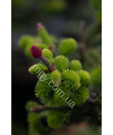 Ялина Звичайна 'Акрокона' (Picea Abies Acrocona)