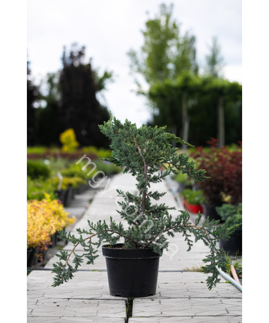 Ялівець Лускатий 'Меєрі' (Juniperus Squamata Meyeri)