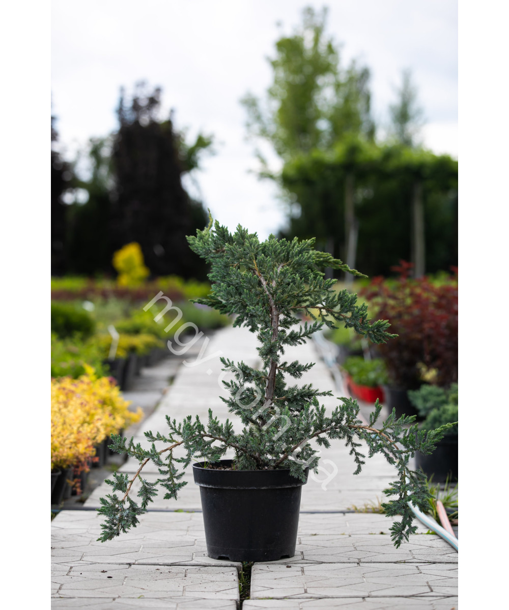 Ялівець Лускатий 'Меєрі' (Juniperus Squamata Meyeri)